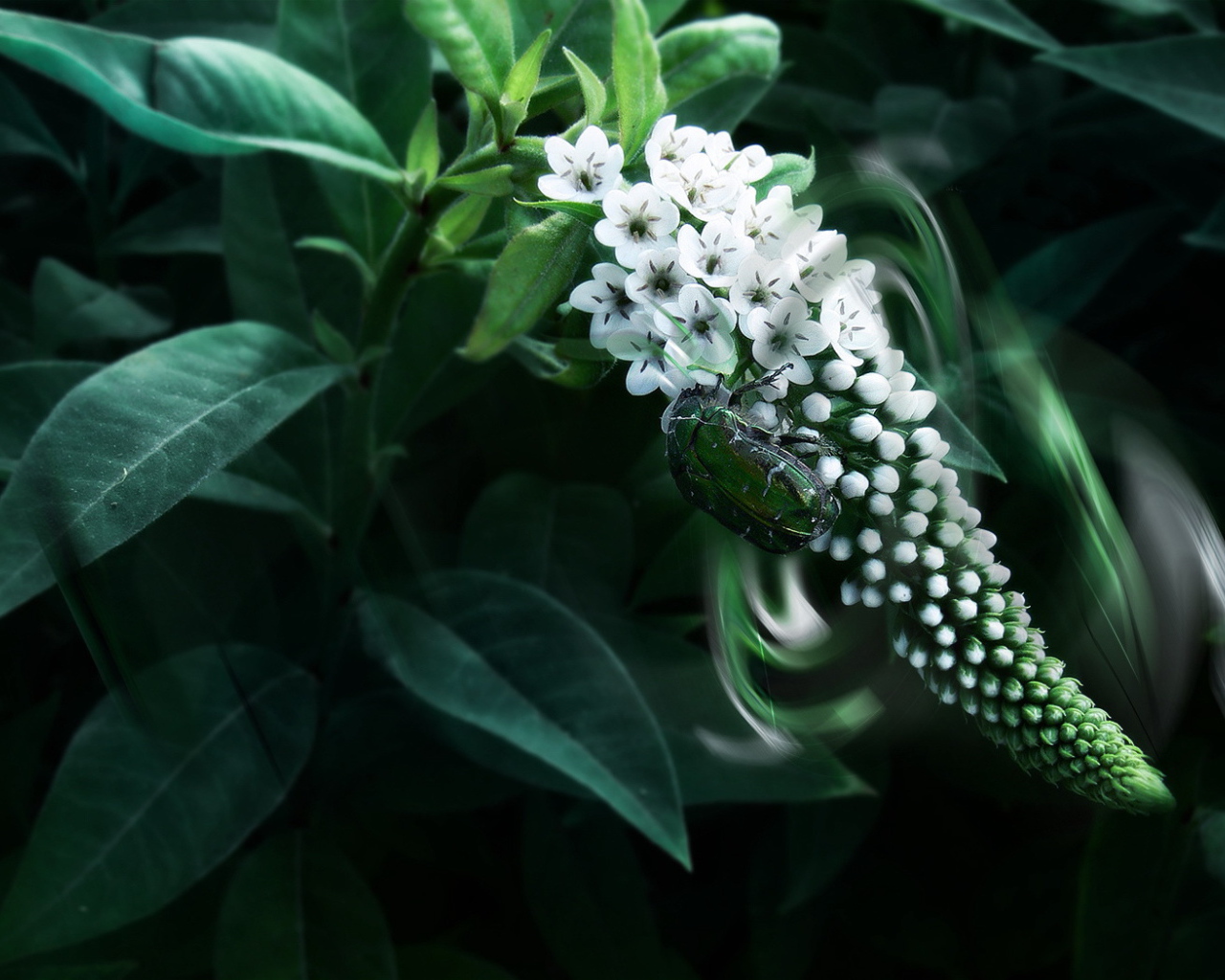 Большой жук на цветке