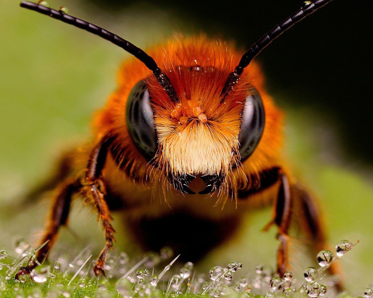 Крупное фото головы пчелы