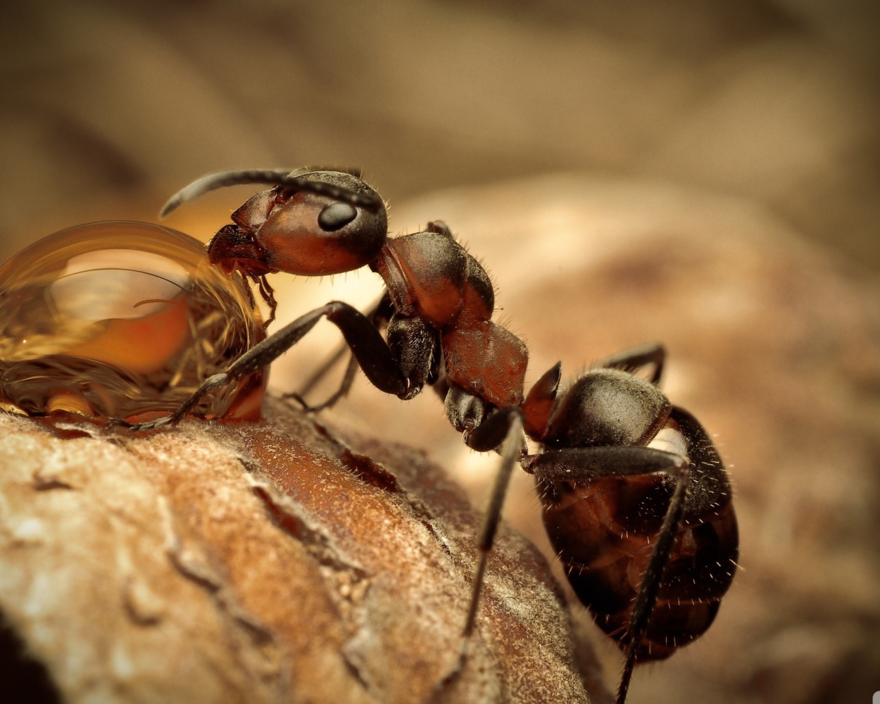 Муравей пьет воду из капли