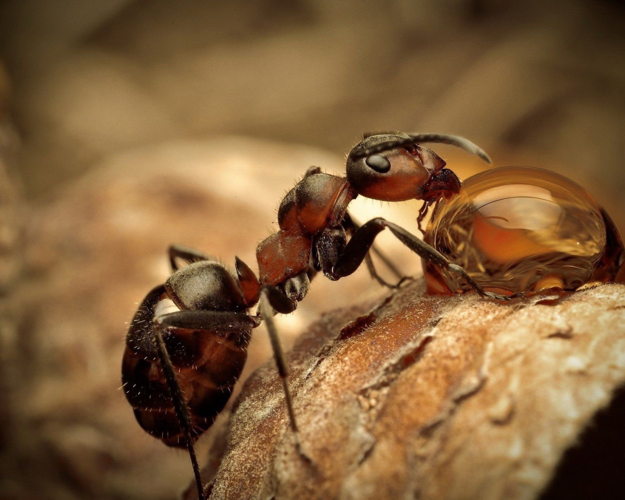 Муравей пьет водичку