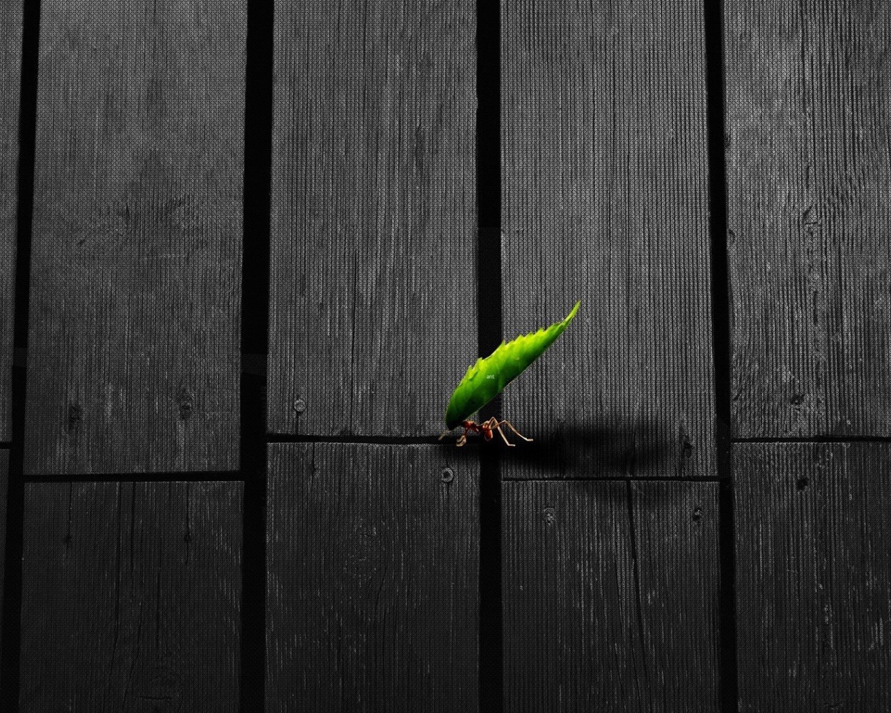 Муравей несет листик по деревянному полу