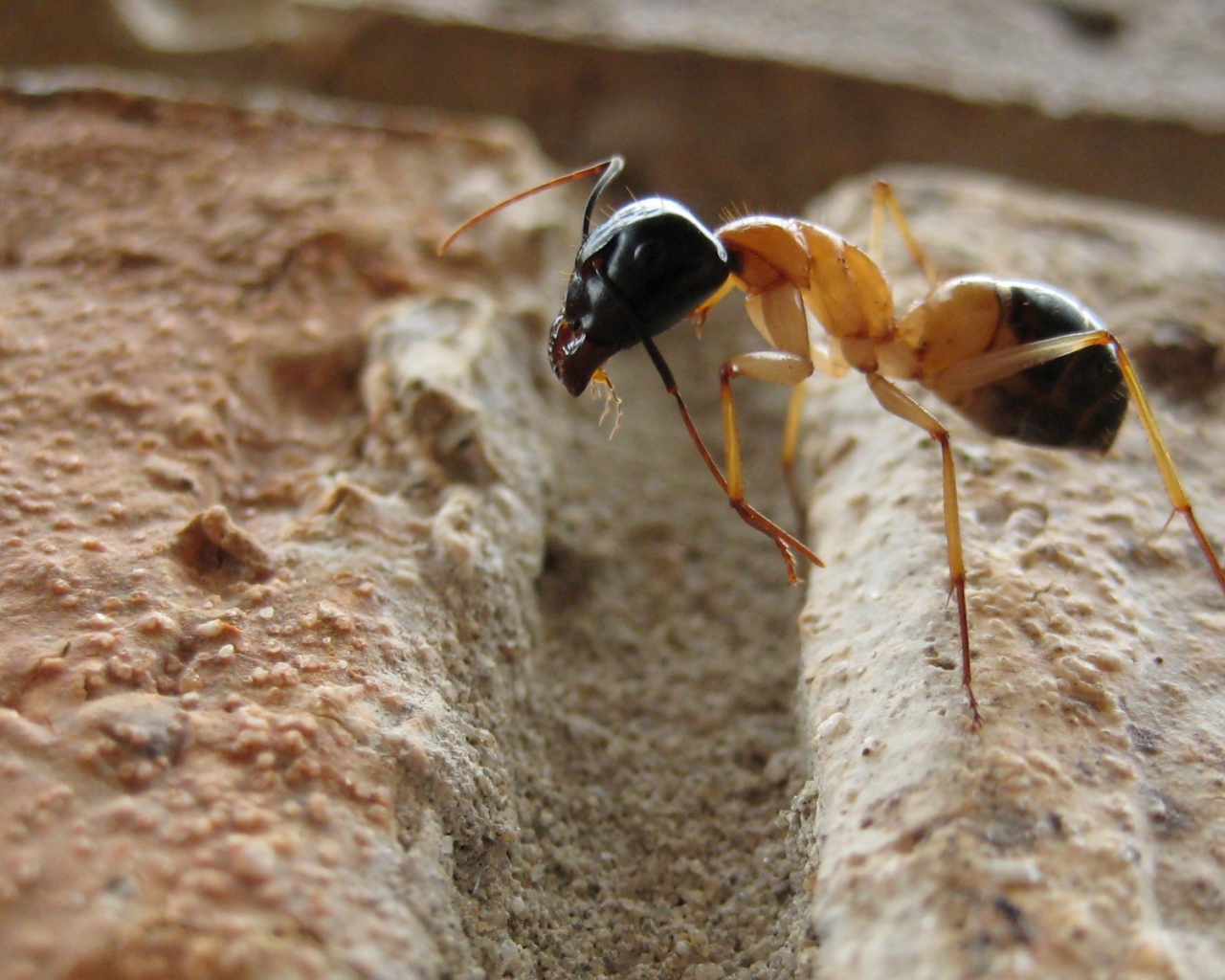 Муравей преодолевает препятствие