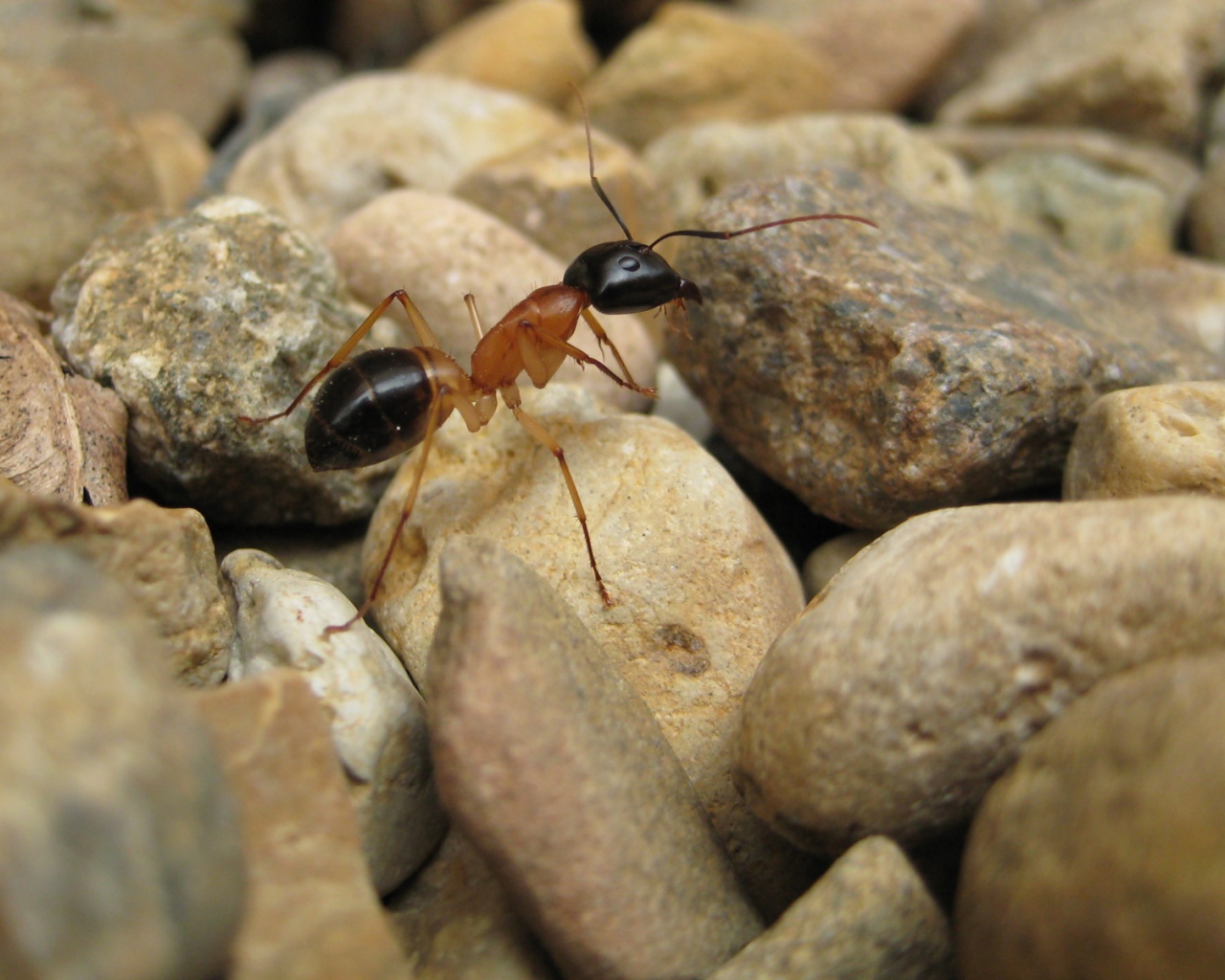 Муравей на камнях