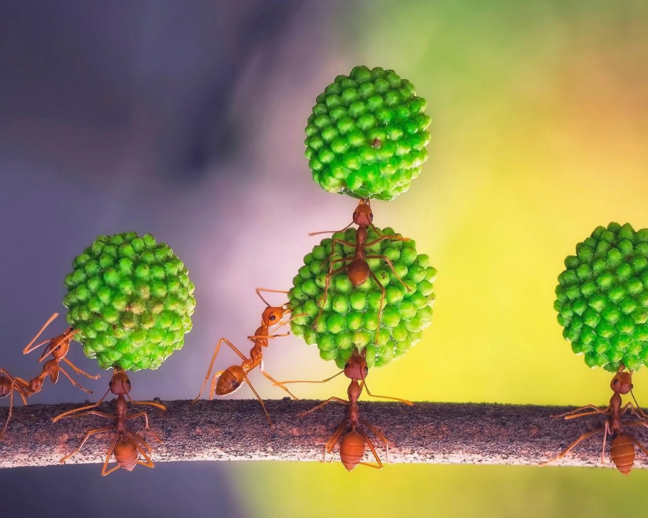 Муравьи за работой