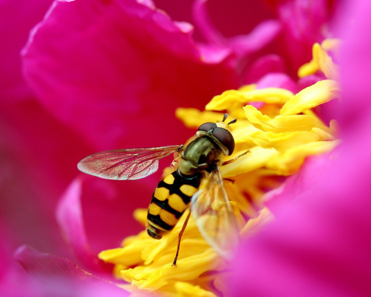 Пчела собирает нектар внутри розового цветка