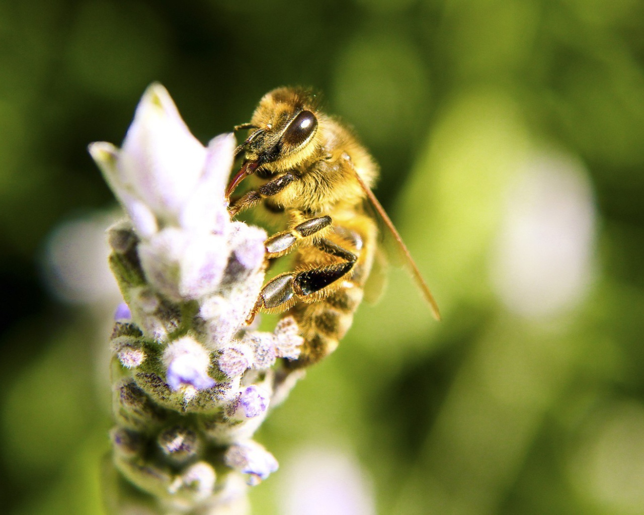 Пчела собирает нектар на цветке