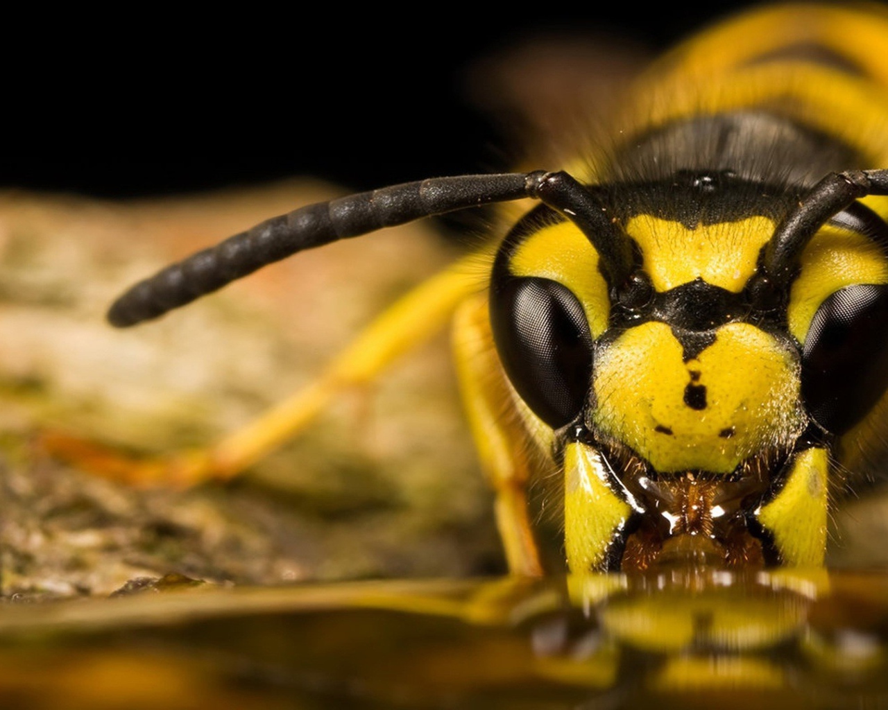 Пчела ест мед