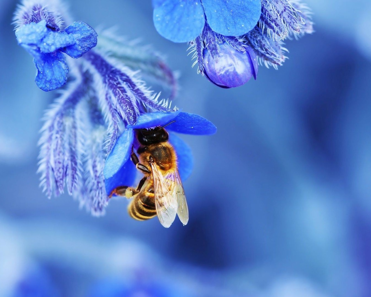 Пчела в голубом колокольчике собирает нектар