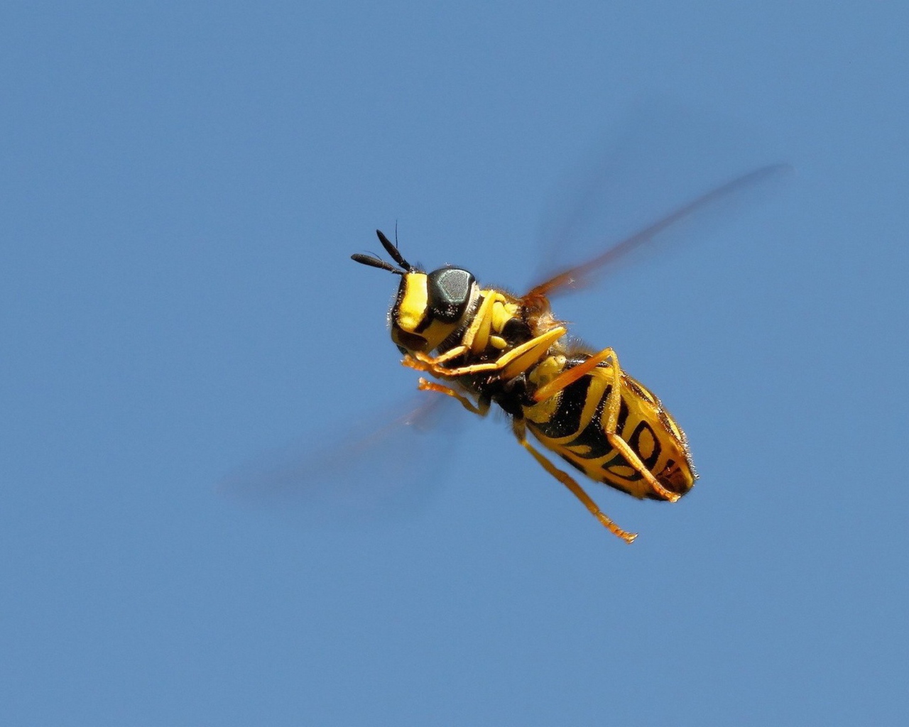 Пчела на голубом фоне