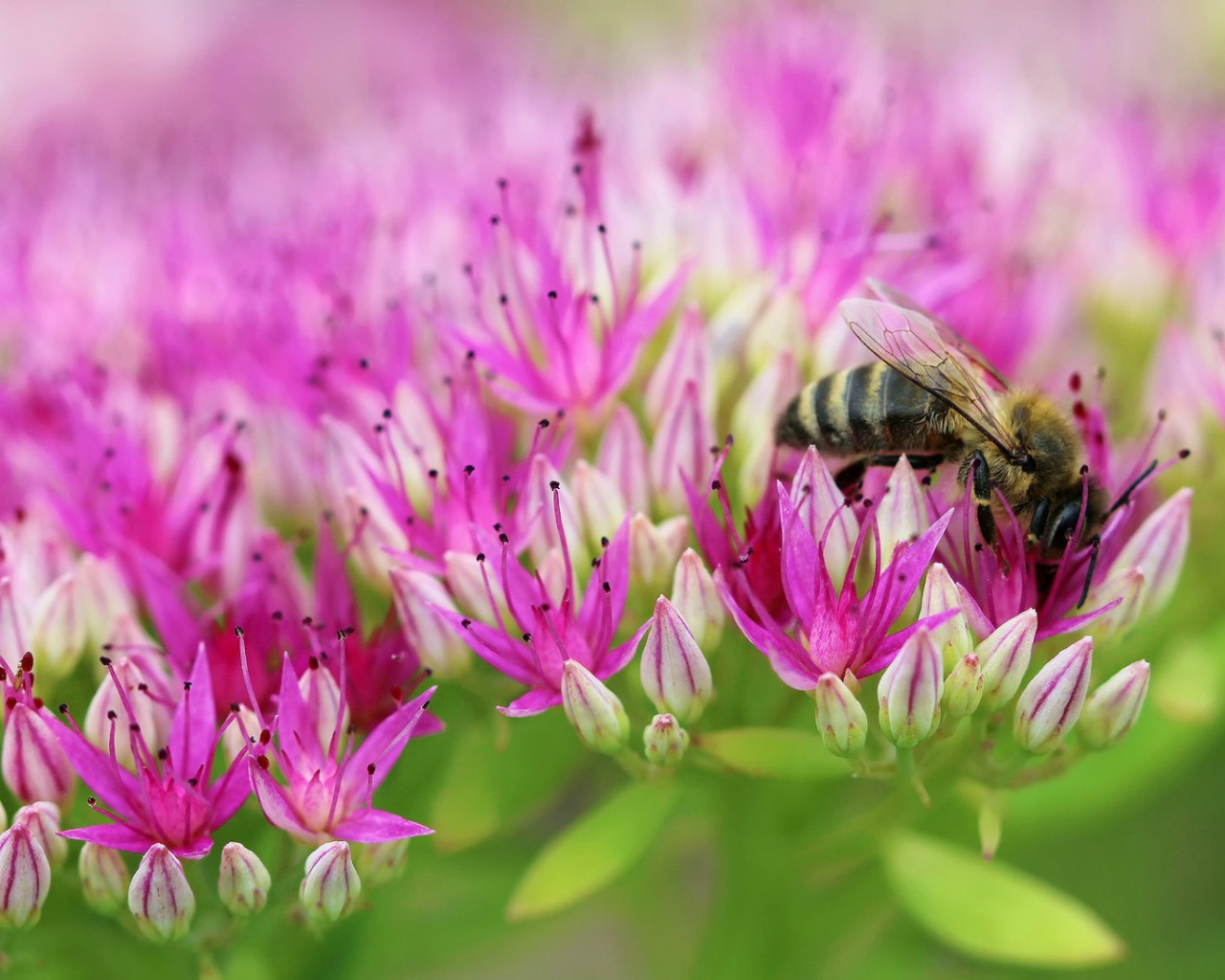 Пчела на поле розовых цветов
