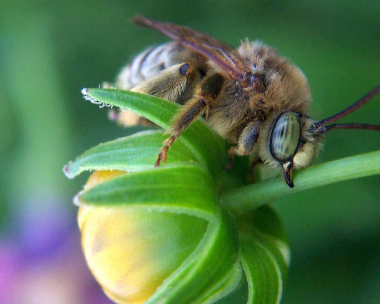 Пчела на зеленом бутоне цветка