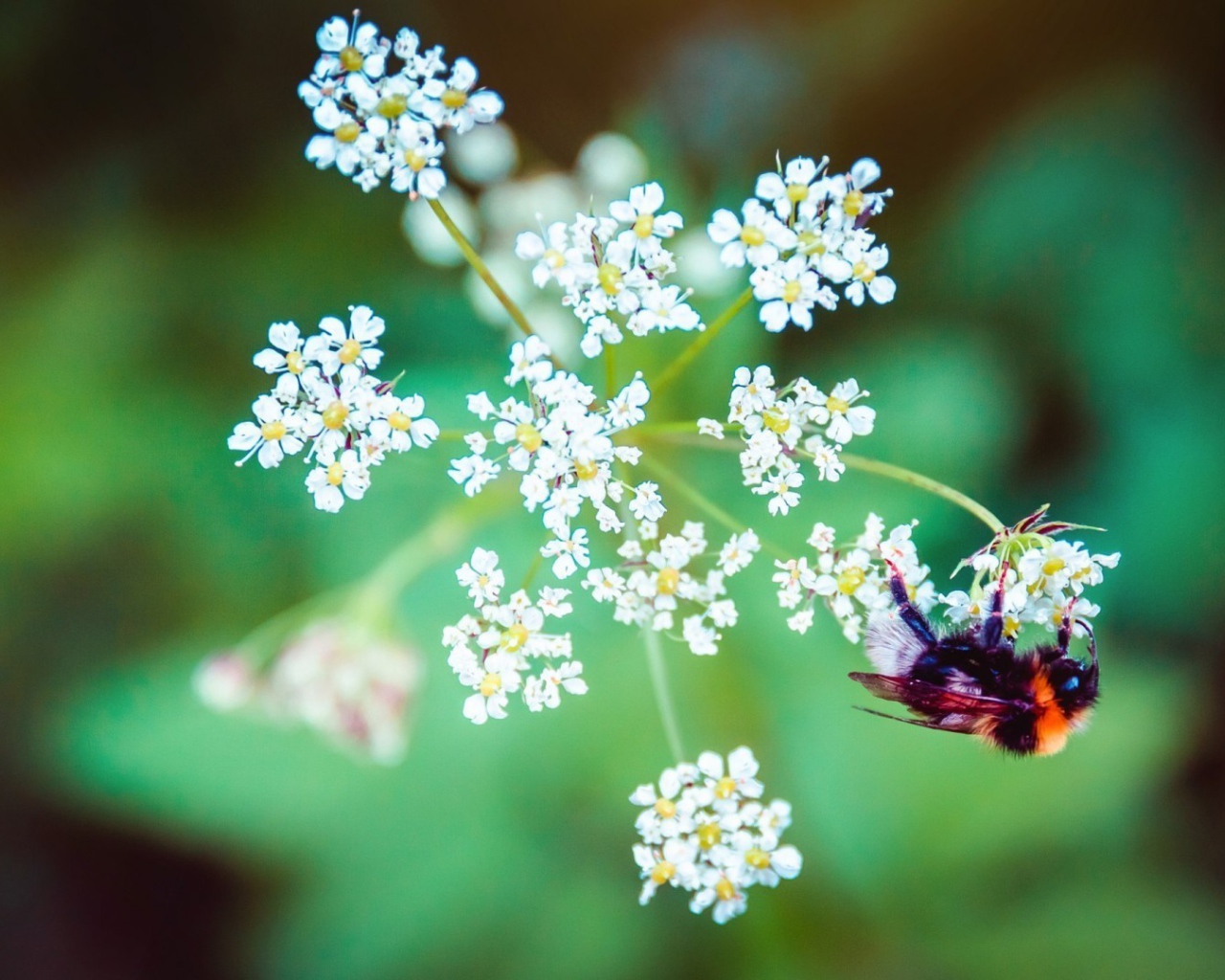 Пчела на зонтике из белых цветов