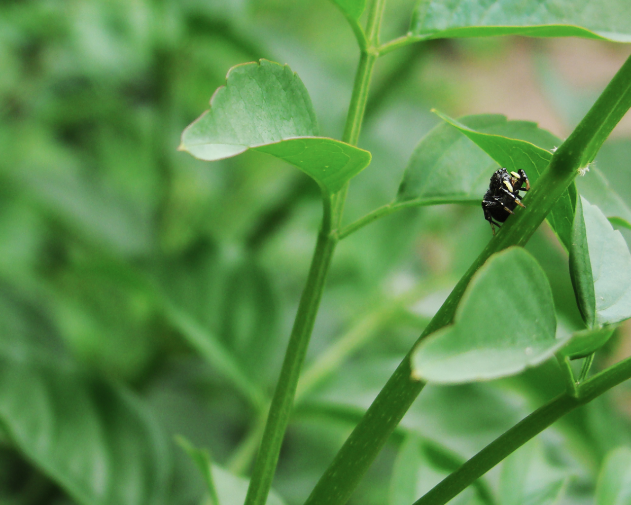 Жук ползет по зеленому стеблю