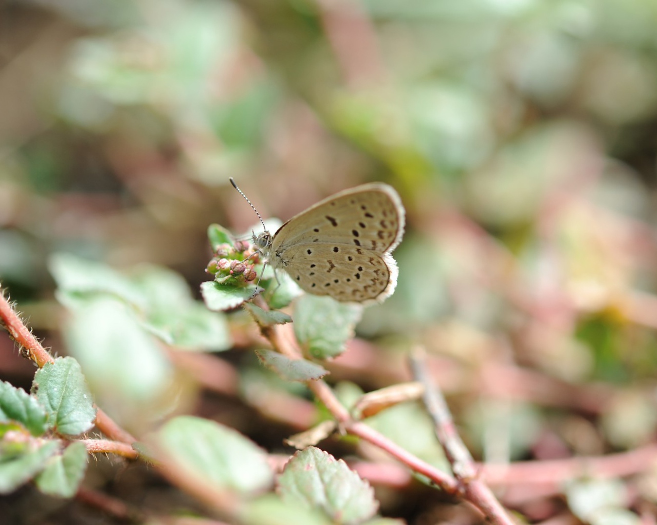 Бежевая бабочка села на цветок