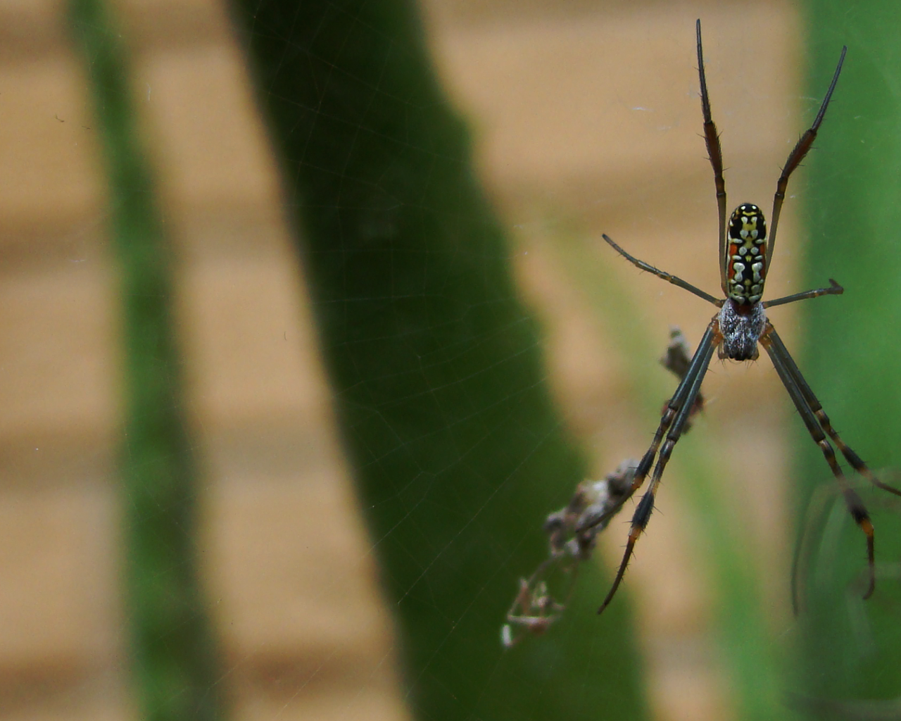 Большой паук плетет паутину