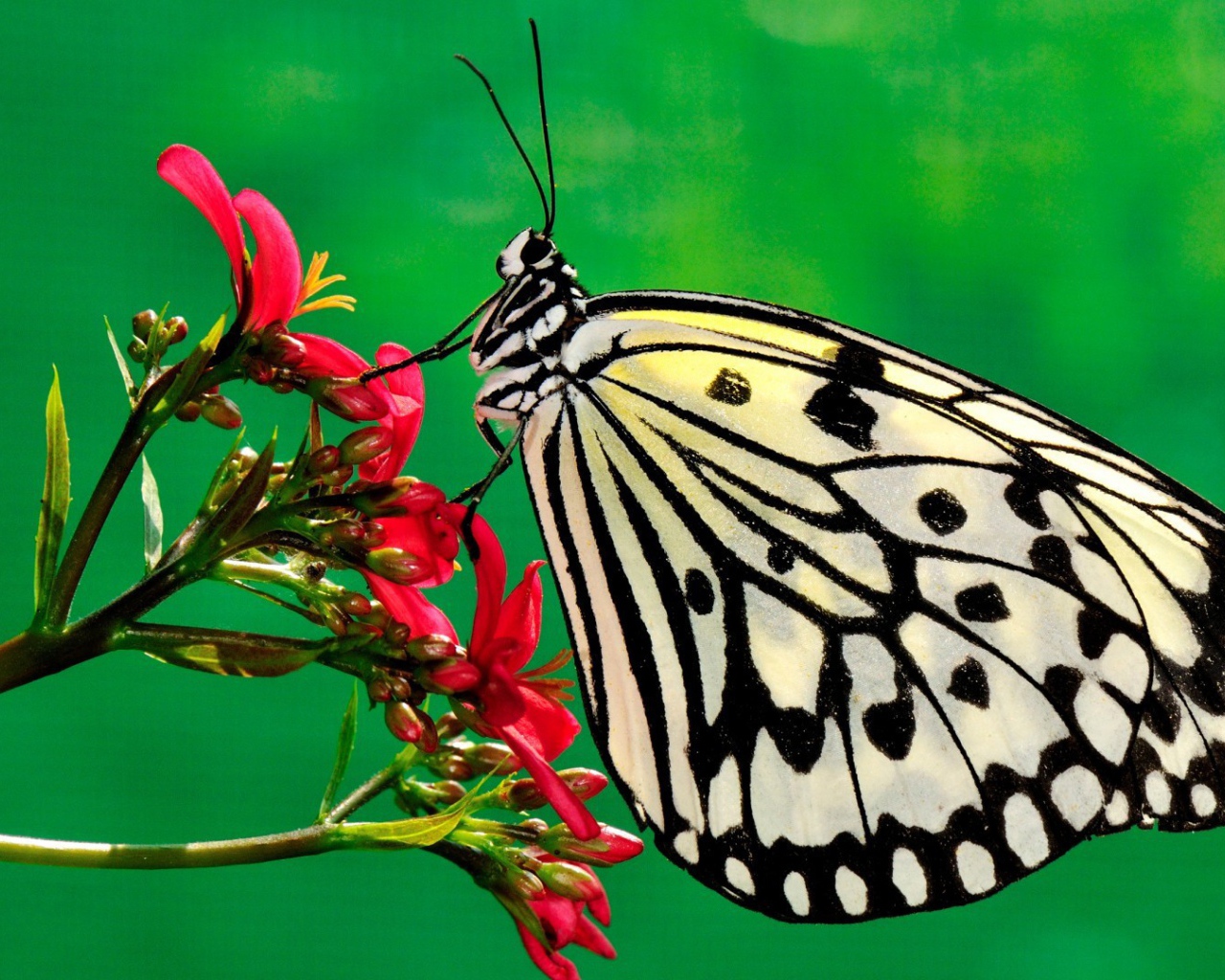 Черно белая бабочка на красном цветке