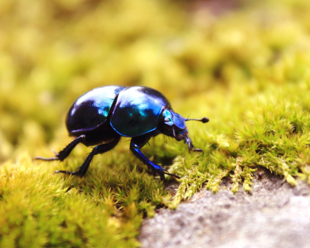 Черный жук на зеленом мху