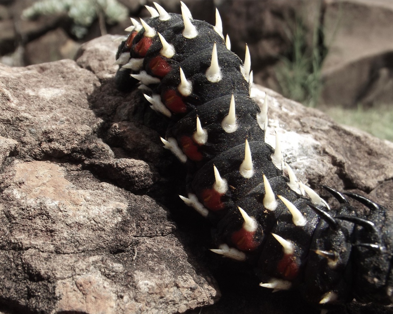 Черная гусеница ползет по камню