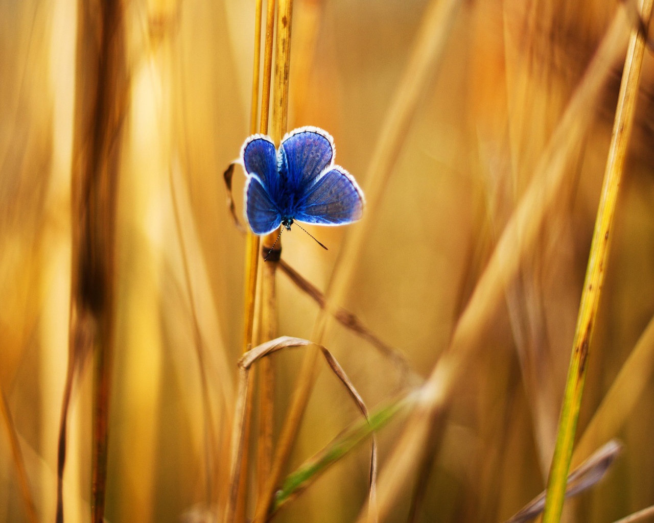 Голубая бабочка на стеблях