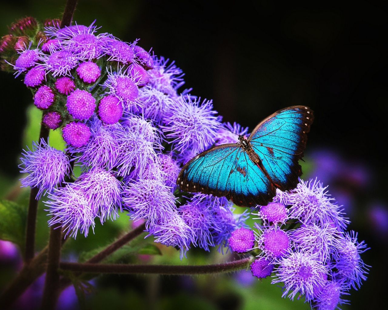 Голубая бабочка с черной каймой на крыльях