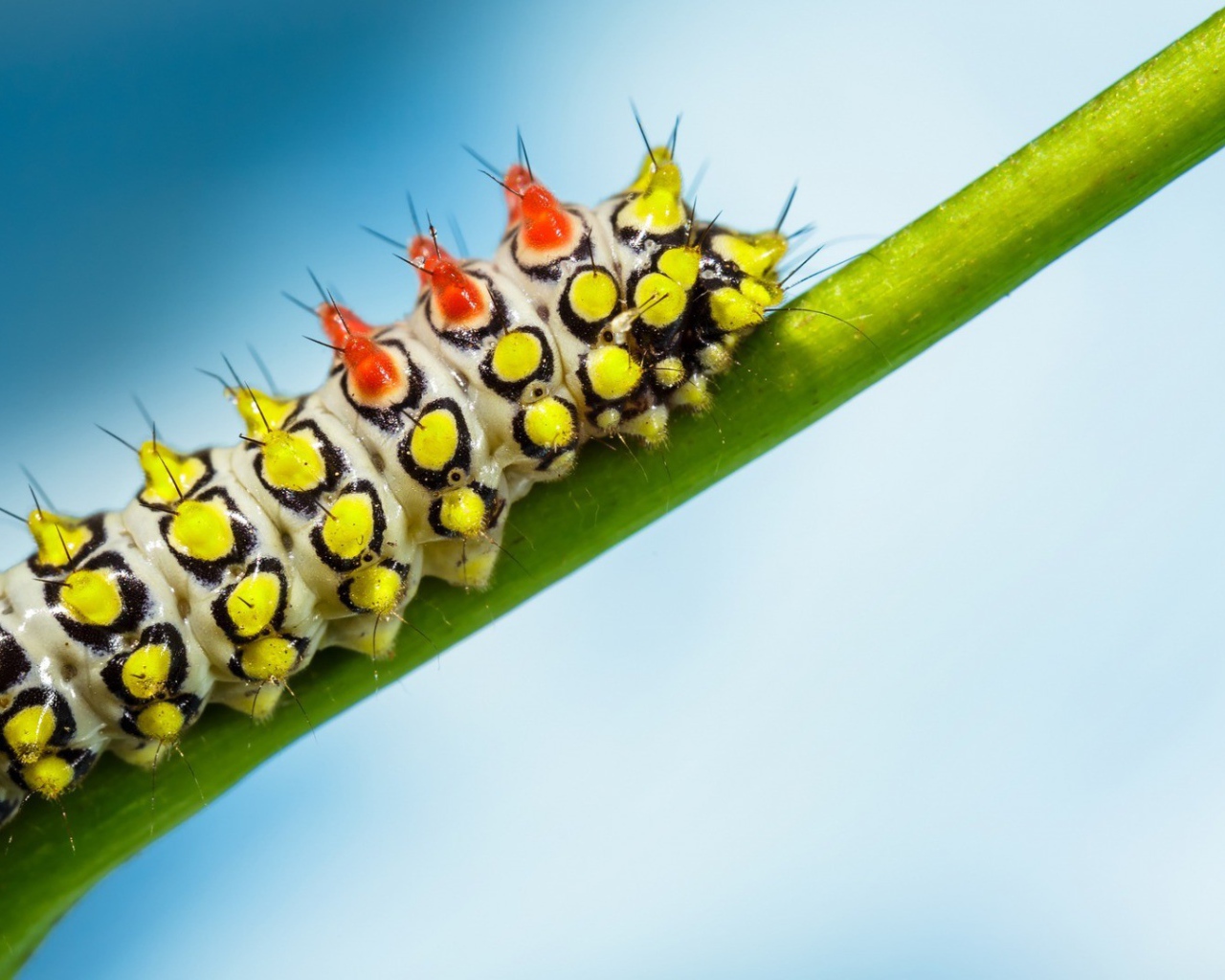 Яркая гусеница на зеленом стебле