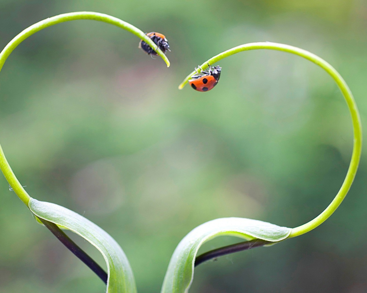 Жуки божьи коровки на ростках в форме сердца
