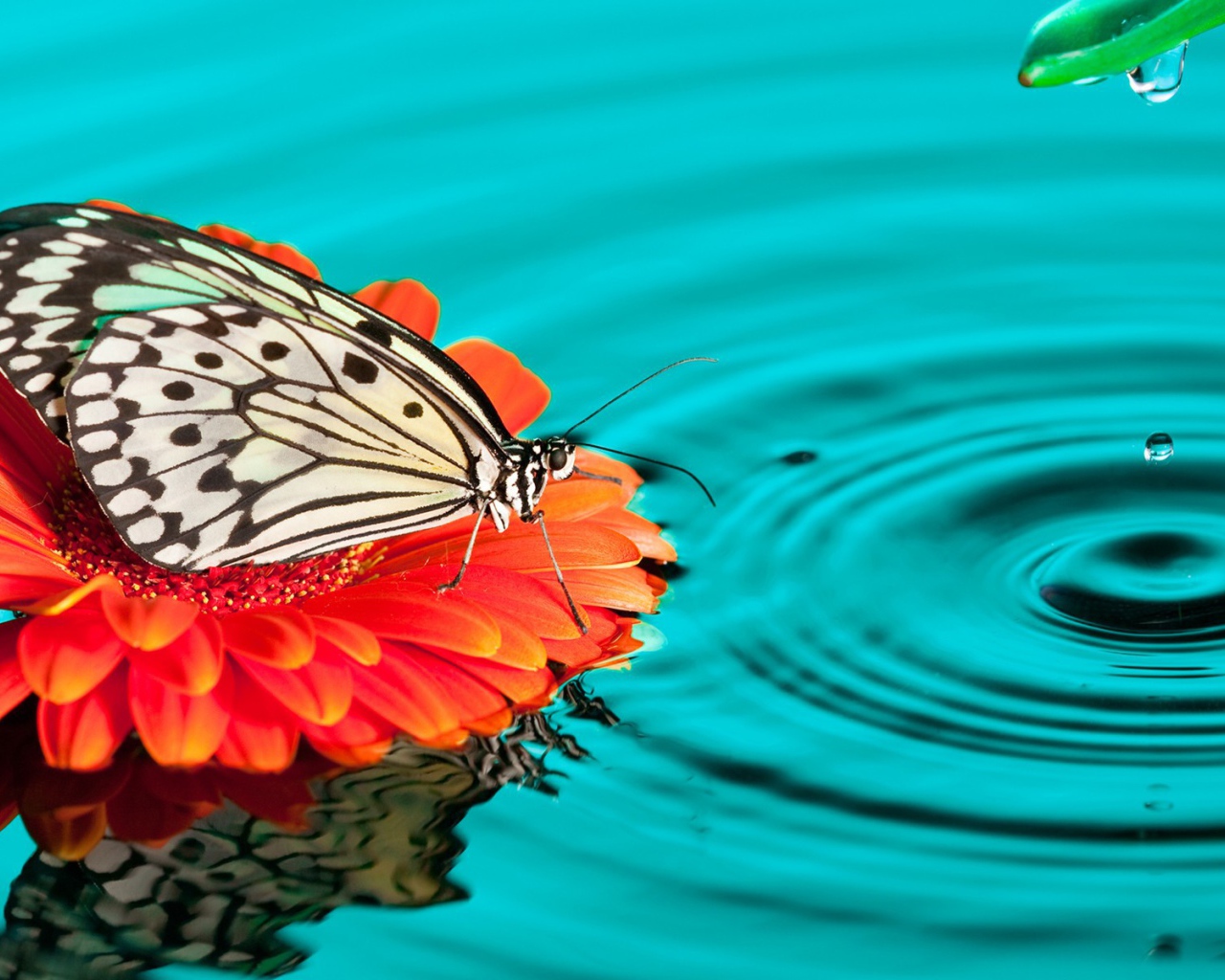 Бабочка на цветке в воде