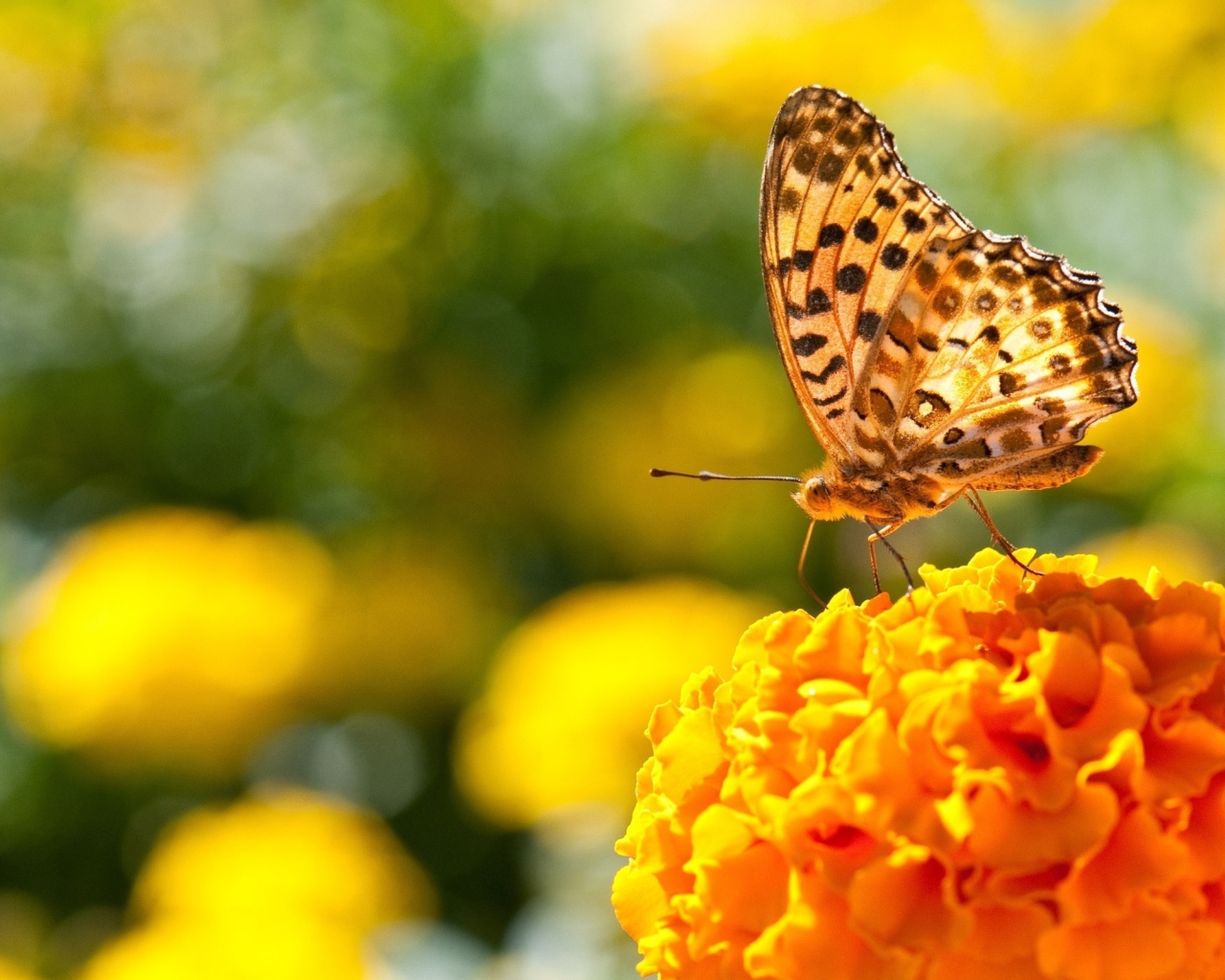 Бабочка на пышном оранжевом цветке