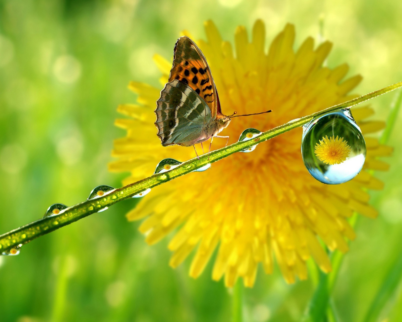 Бабочка на мокрой травинке