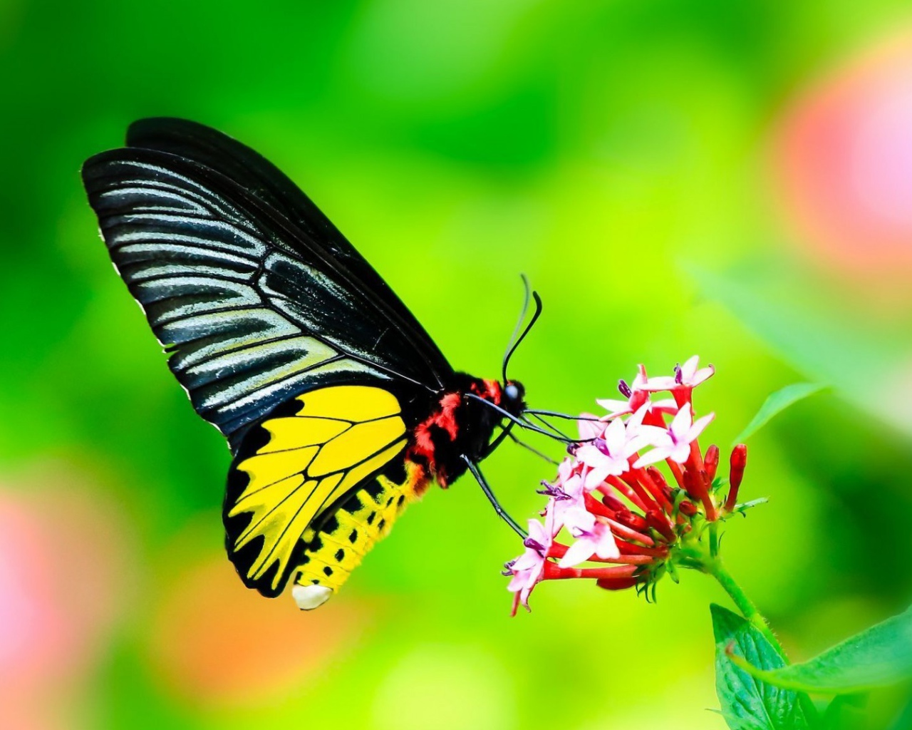 Бабочка с черными крыльями на цветке