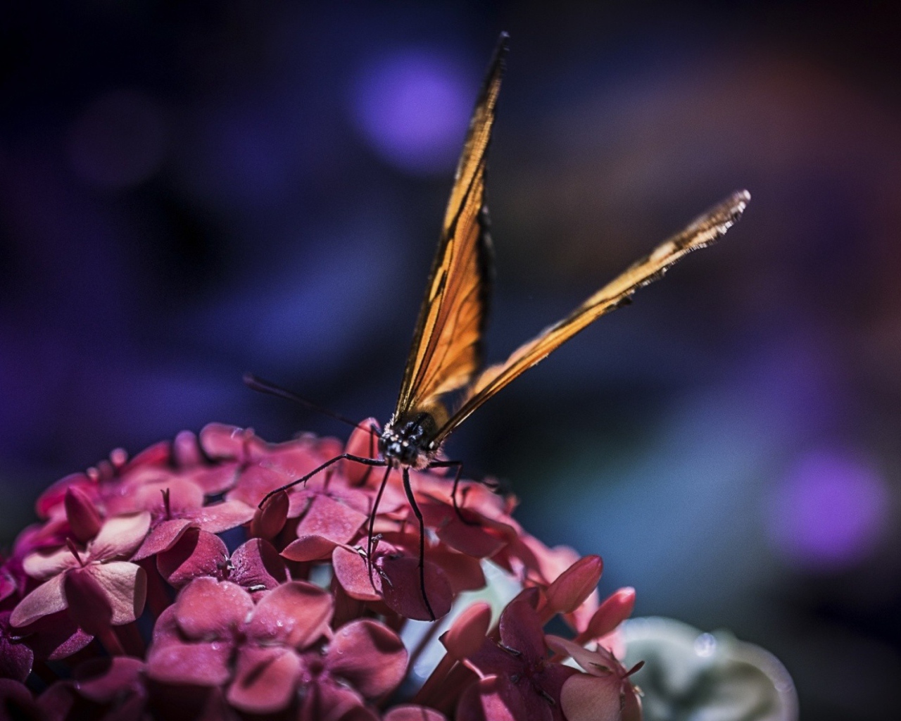 Бабочка с большими крыльями на цветах