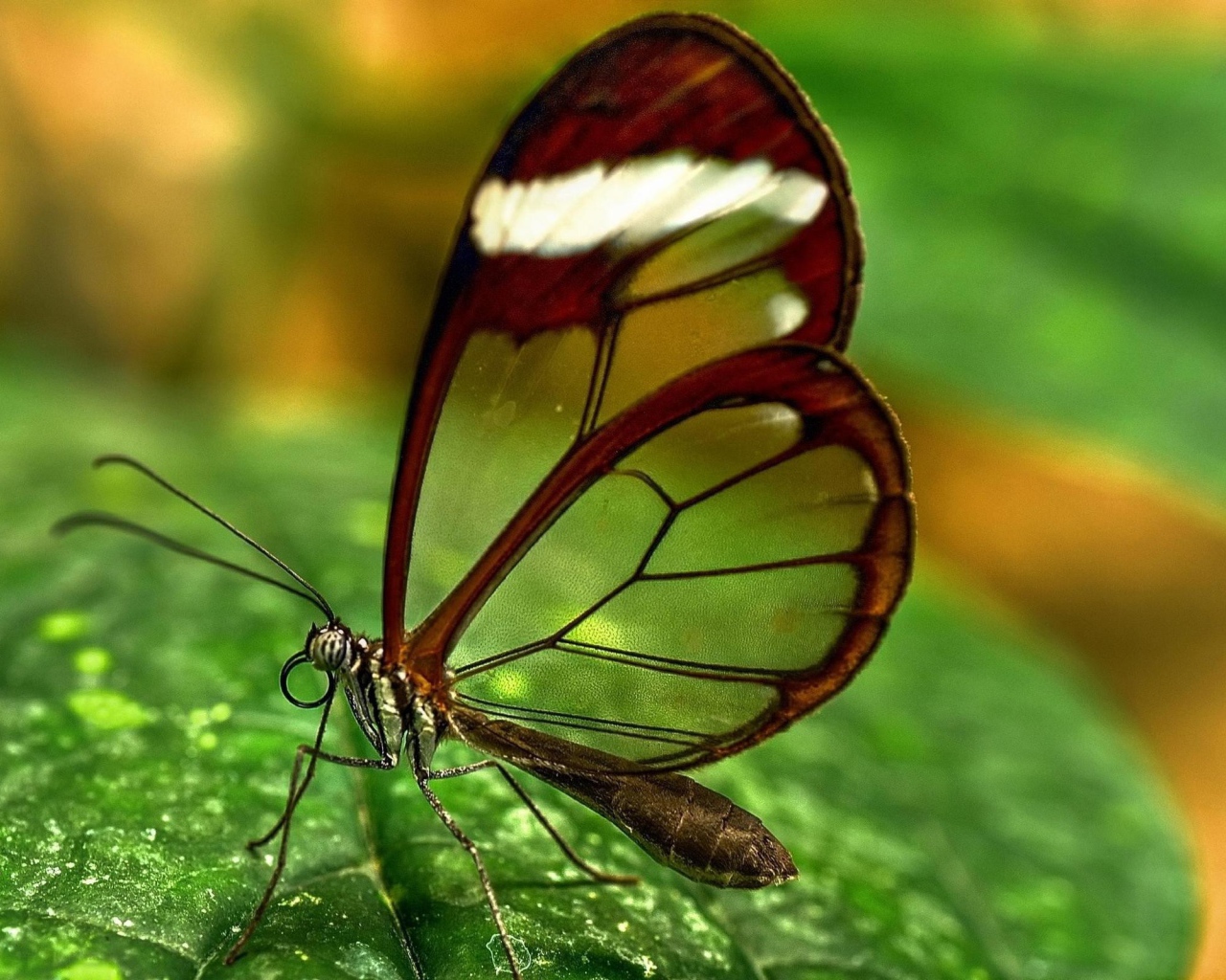 Бабочка с прозрачными крыльями