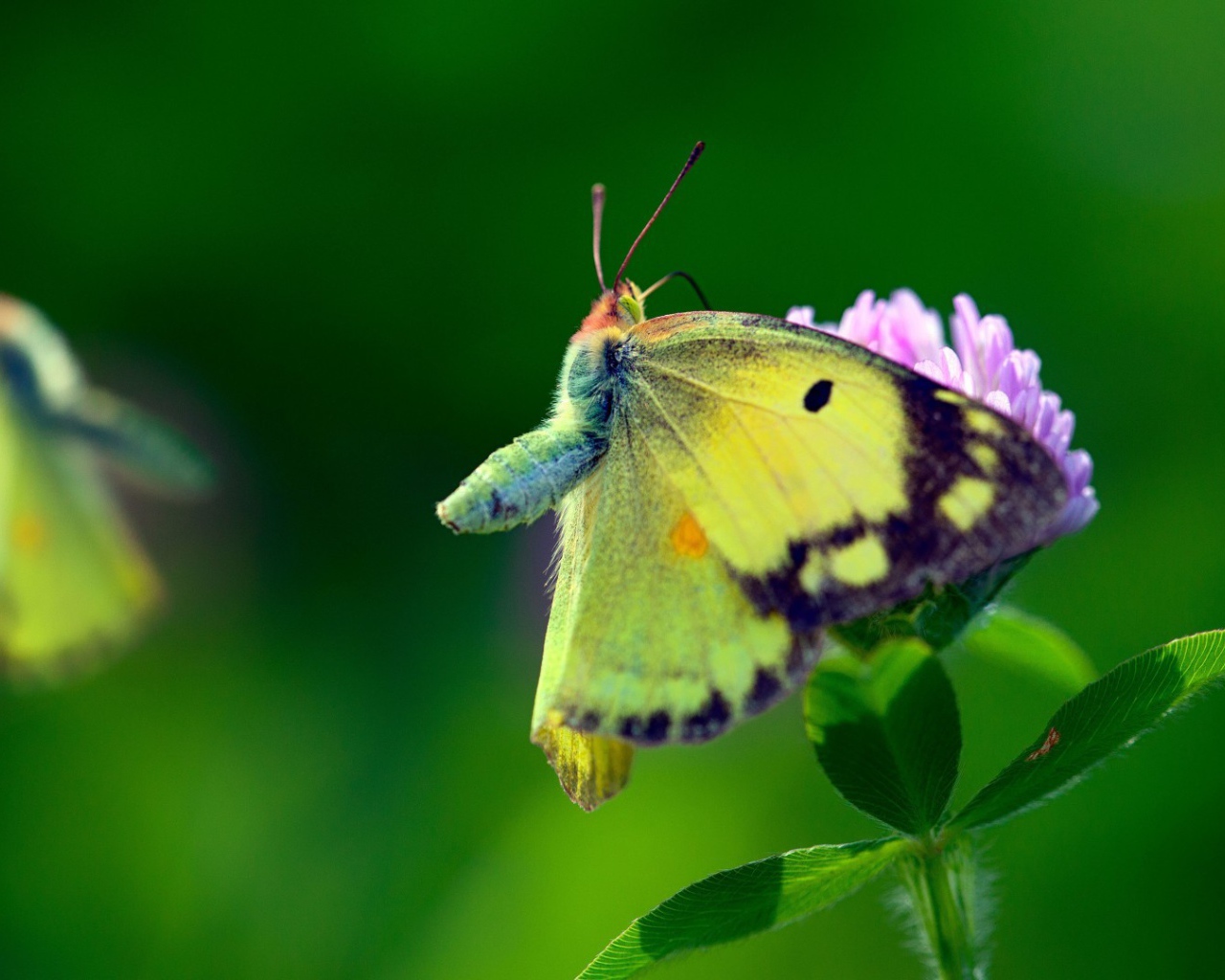 Бабочка с желтыми крыльями на листьях