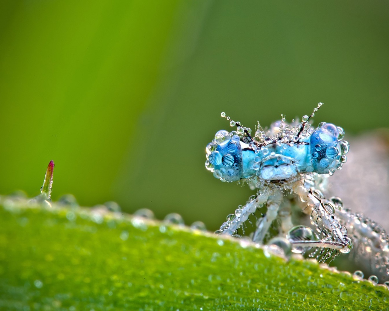 Стрекоза в каплях росы