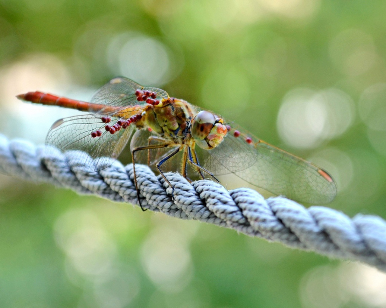 Стрекоза сидит на веревке