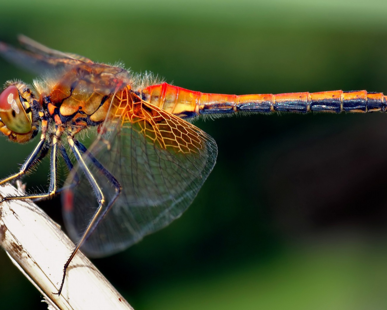 Стрекоза с прозрачными крыльями