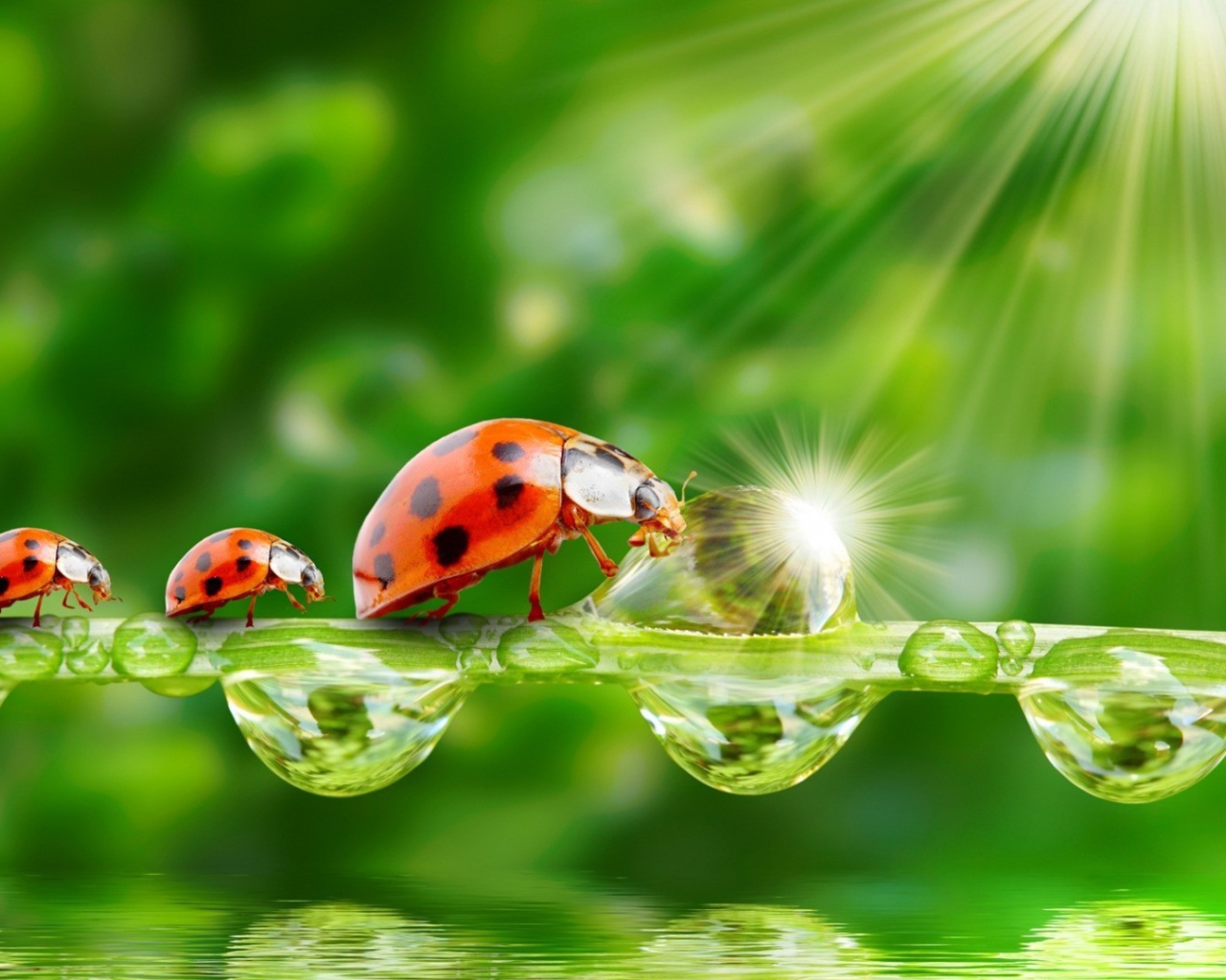 Семья божьих коровок наткнулась на препятствие