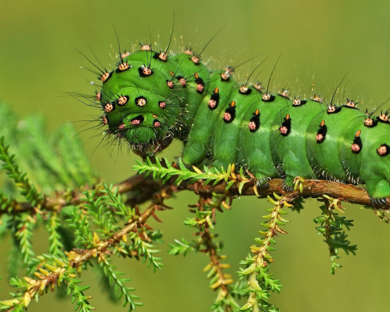 Жирная зеленая гусеница