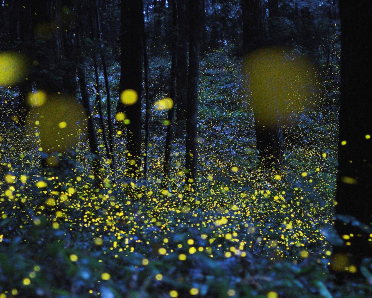 Светлячки среди деревьев