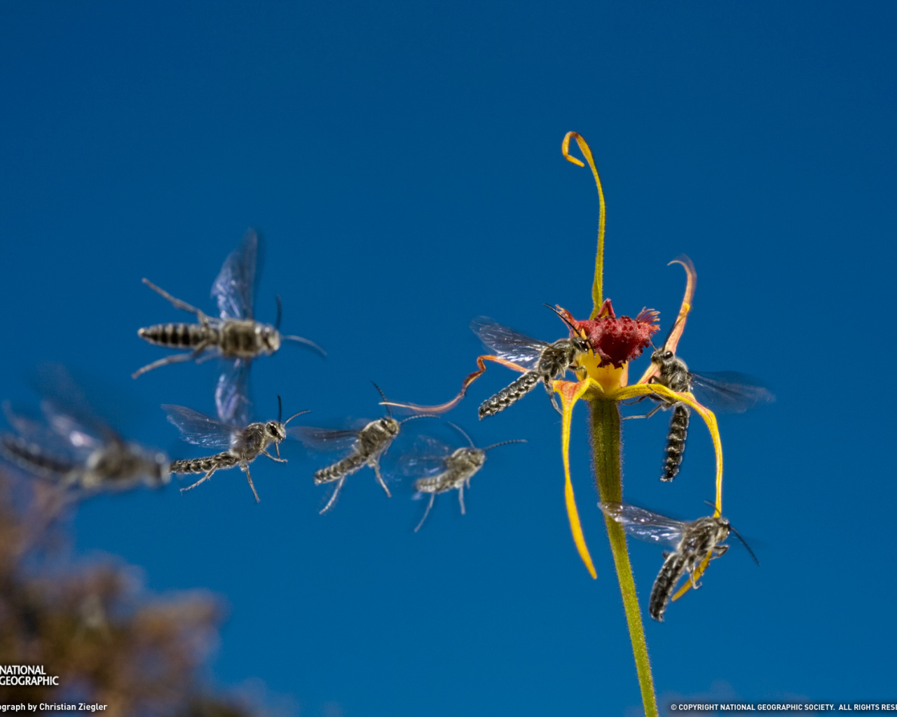 Мухи слетаются к цветку