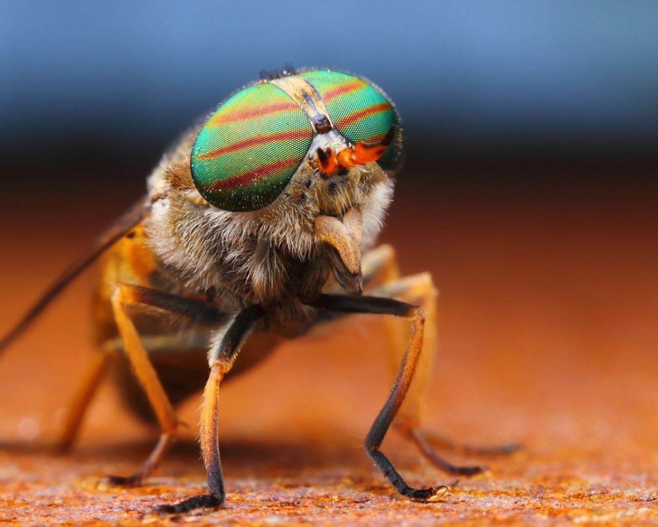 Фото мухи крупным планом