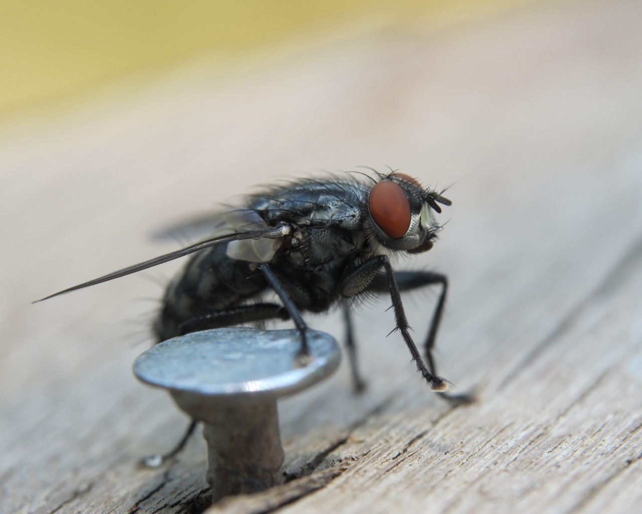 Муха у железного гвоздя