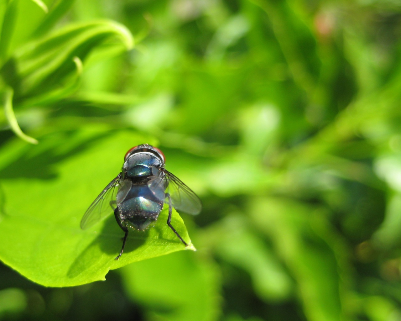 Муха на зеленом листе