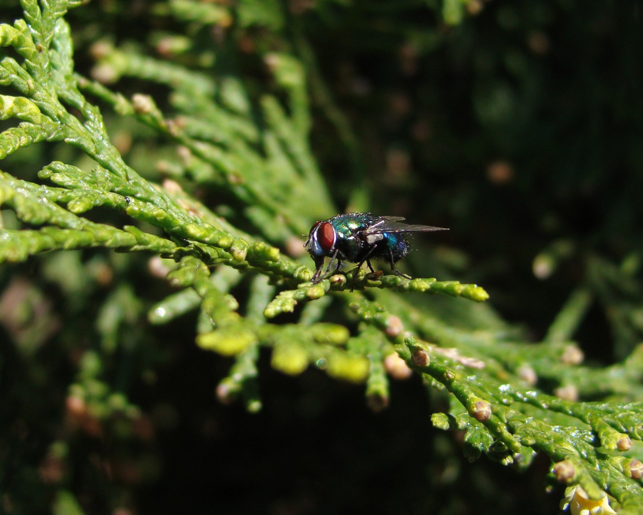 Муха сидит на зеленой ветке
