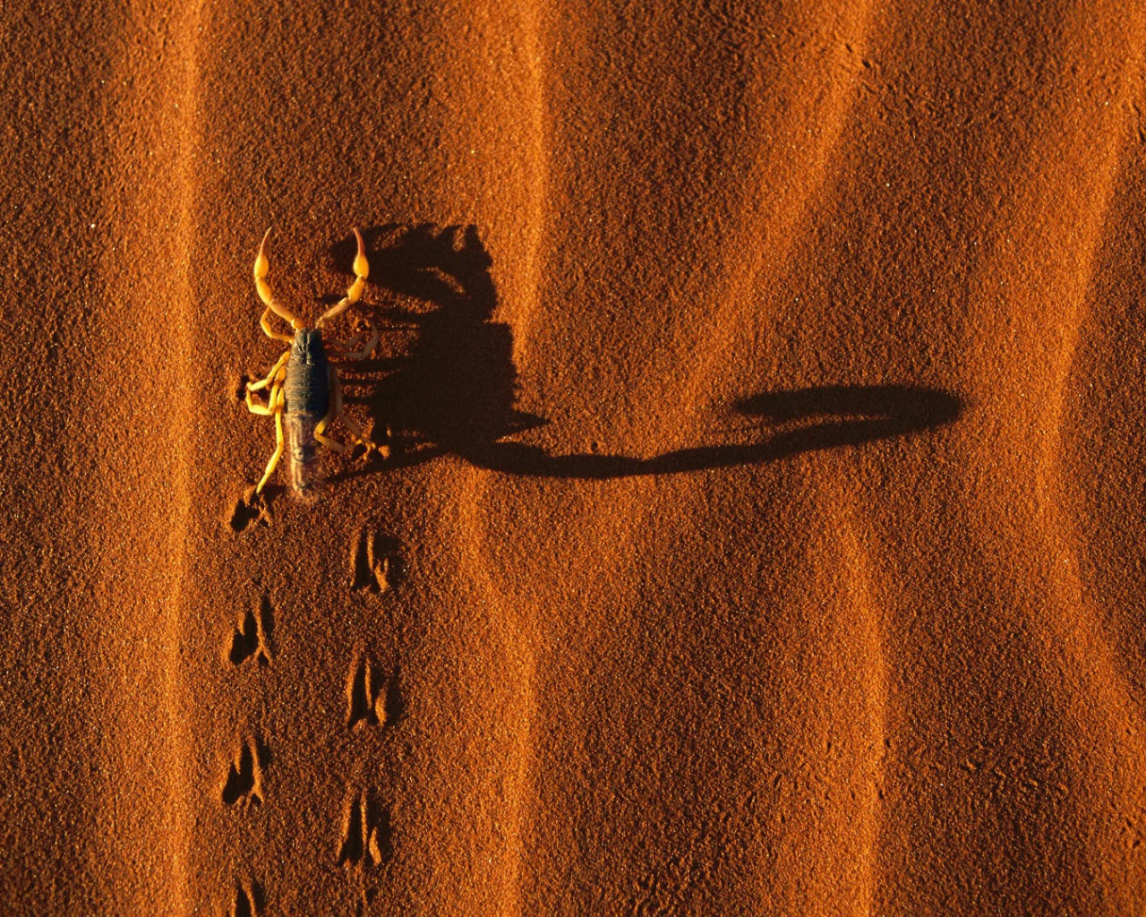 Следы жука на песке