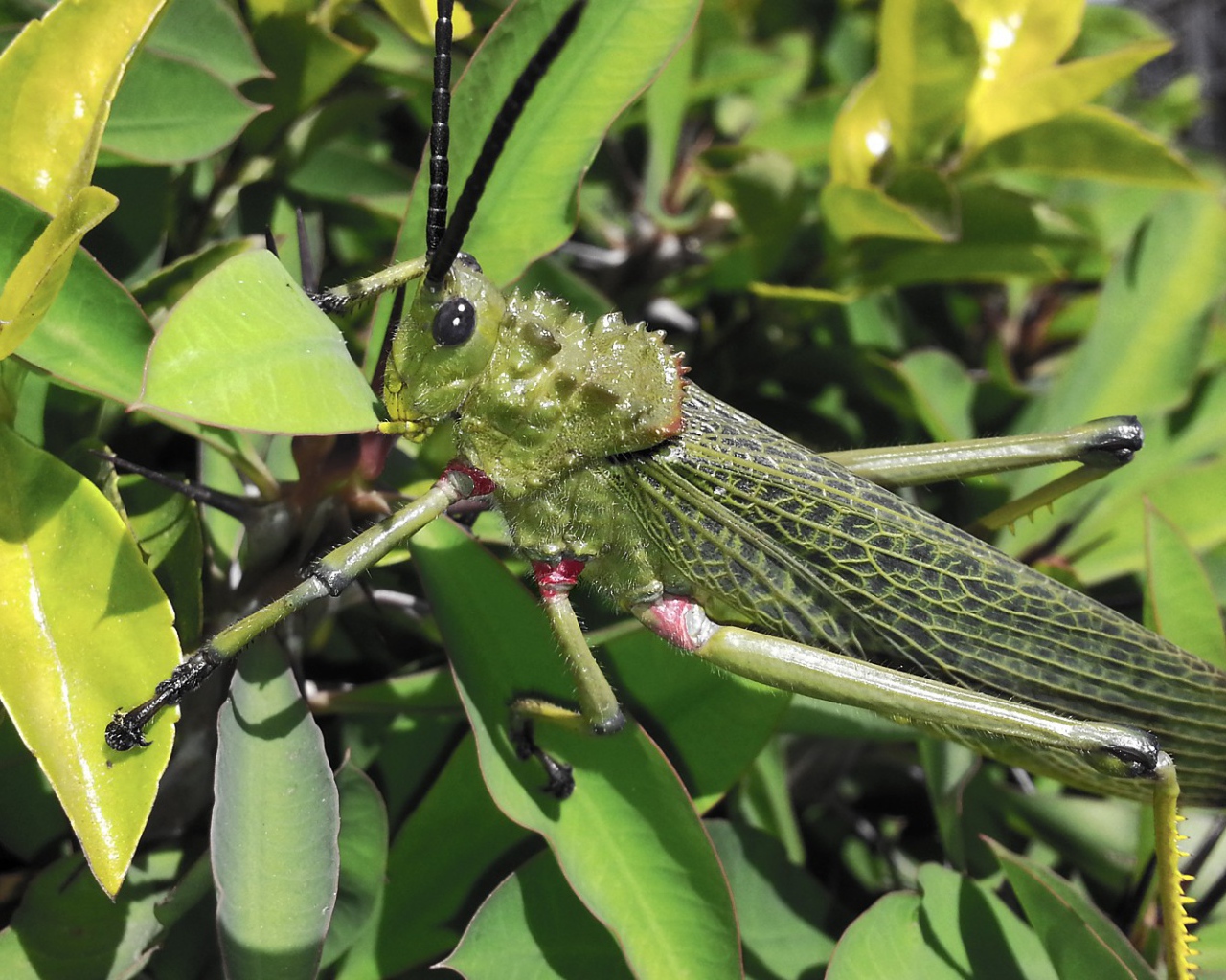 Кузнечик отлично замаскировался