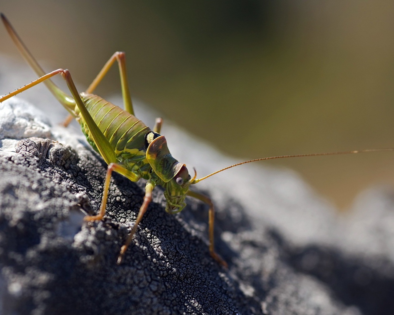 Зеленый жук ползет по земле
