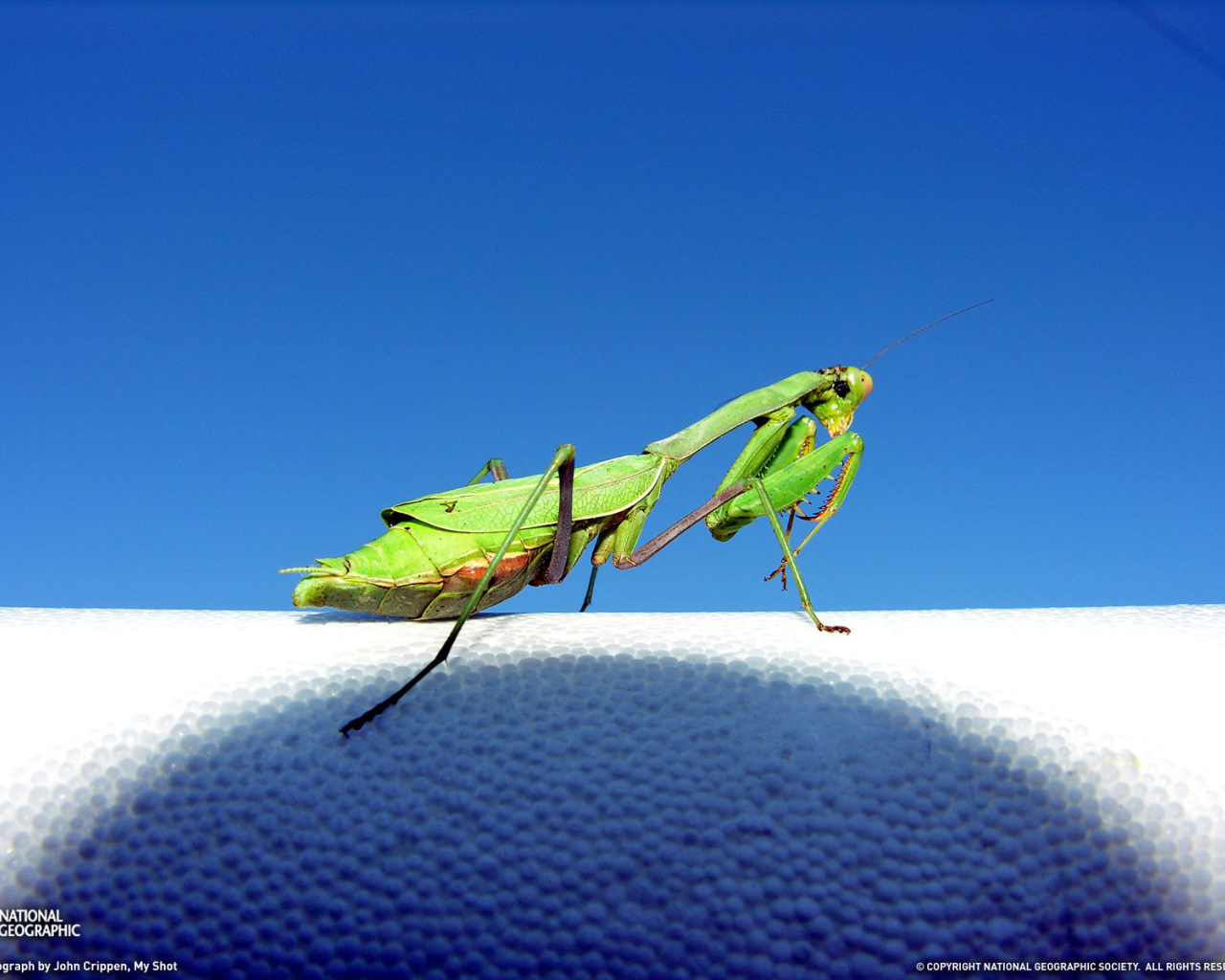 Зеленый богомол