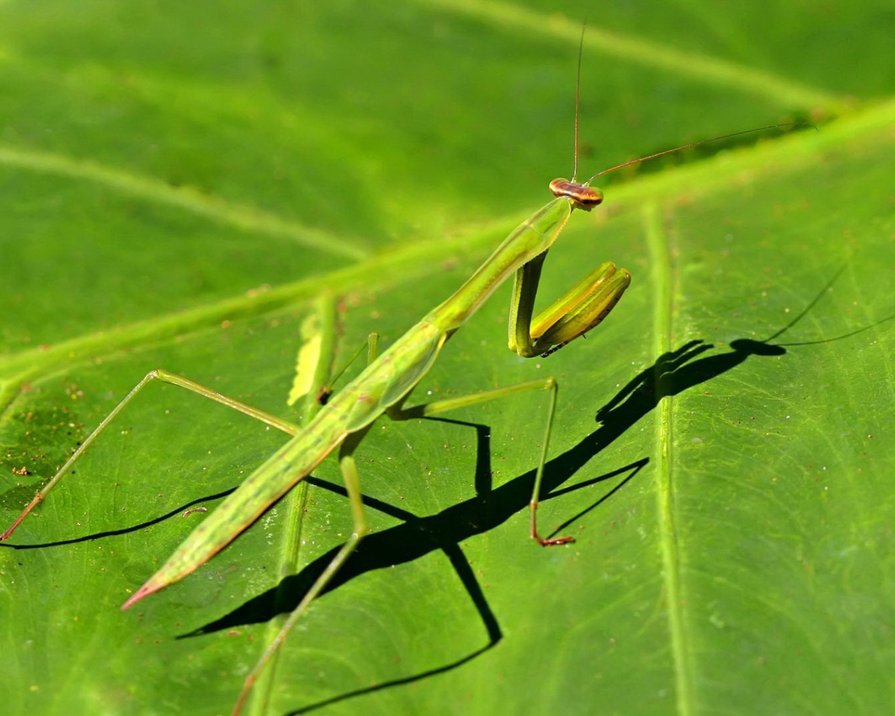 Зеленый богомол на зеленом листике
