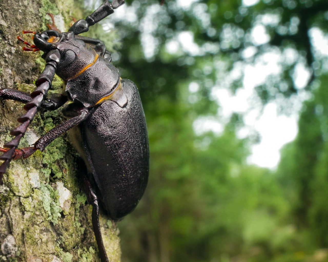 Огромный черный жук ползет по стволу дерева